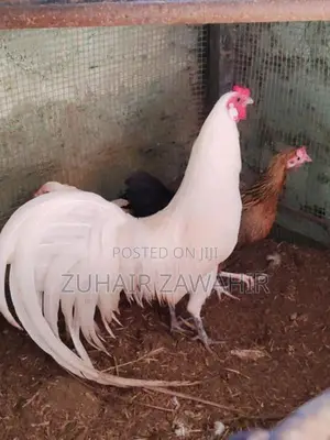 Phonix Pair Rooster