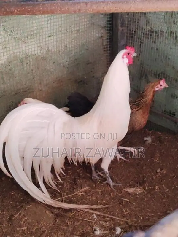 Phonix Pair Rooster