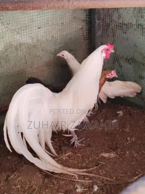 Phonix Pair Rooster