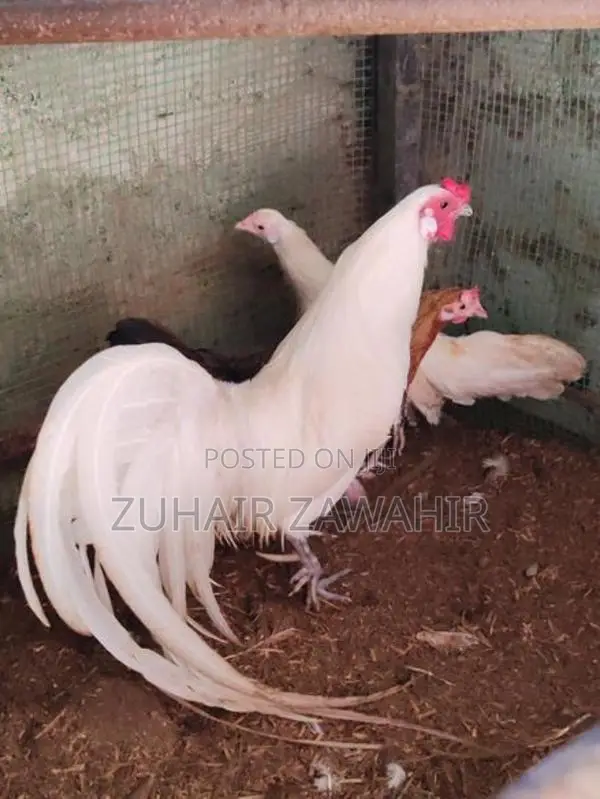 Phonix Pair Rooster