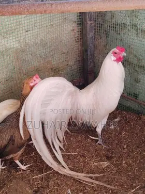 Phonix Pair Rooster