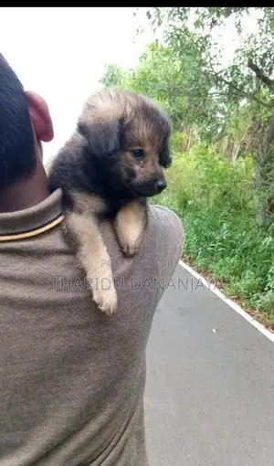 Pomeranian Puppies