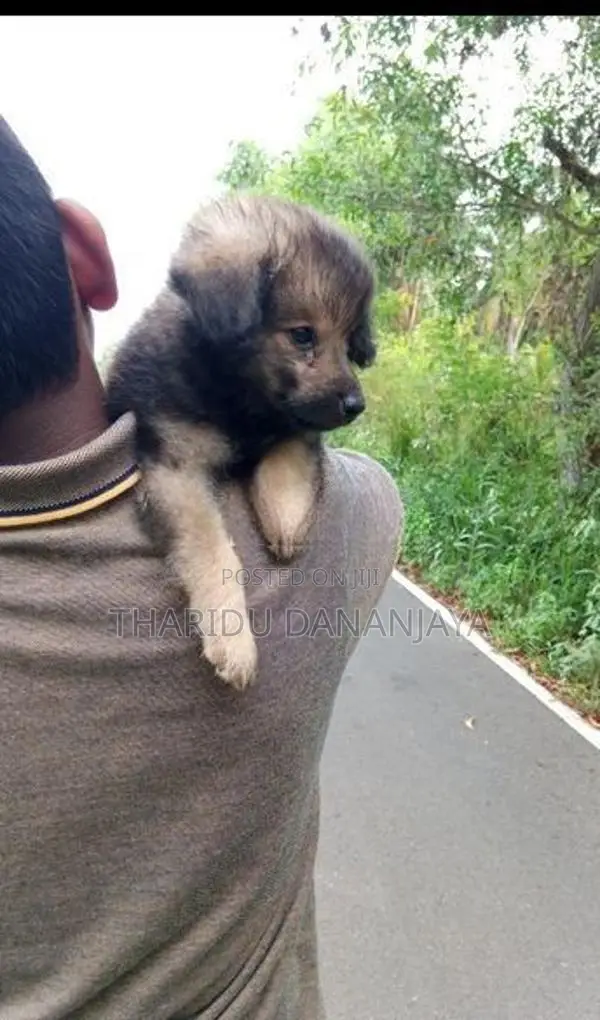 Pomeranian Puppies