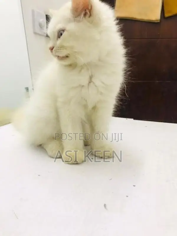 Persian Cat