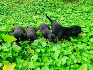 Dachshund Puppies