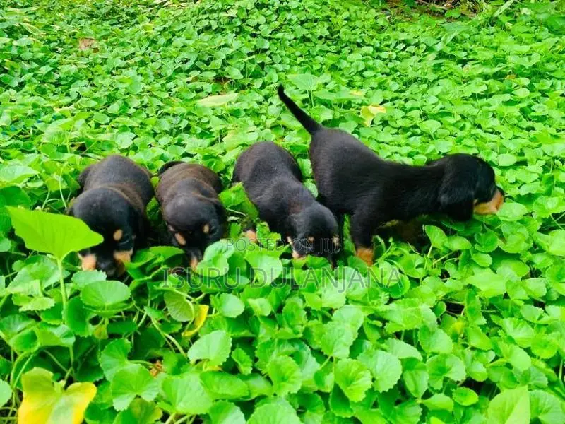 Dachshund Puppies