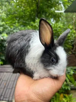 Rabbit