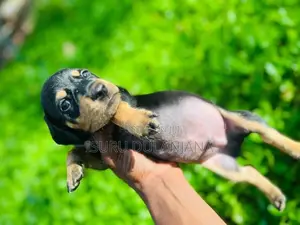 Dachshund Puppies