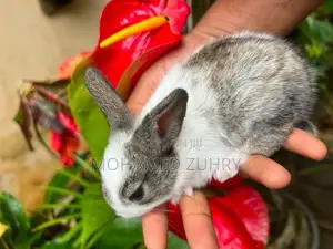 Rabbit