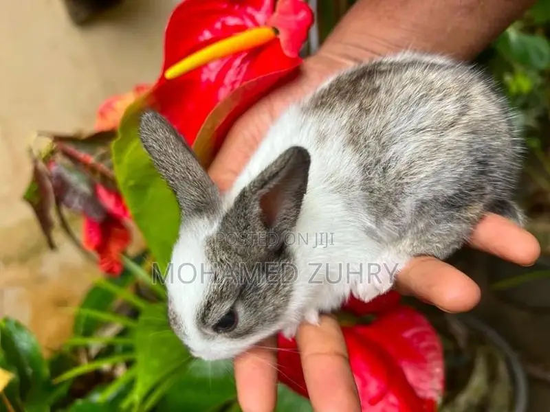 Rabbit