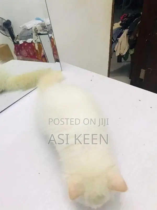 Persian Cat