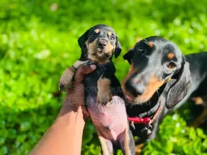 Dachshund Puppies