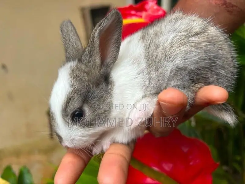 Rabbit
