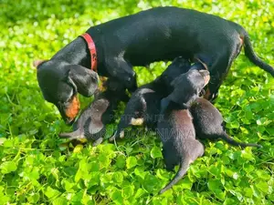 Dachshund Puppies
