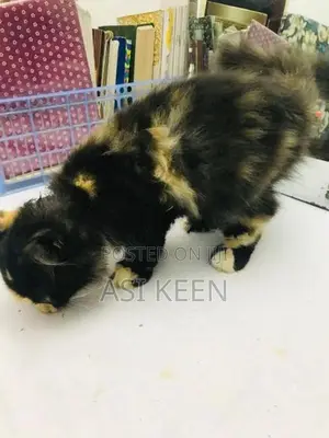 Persian Cat