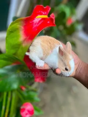 Rabbit