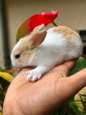 Rabbit