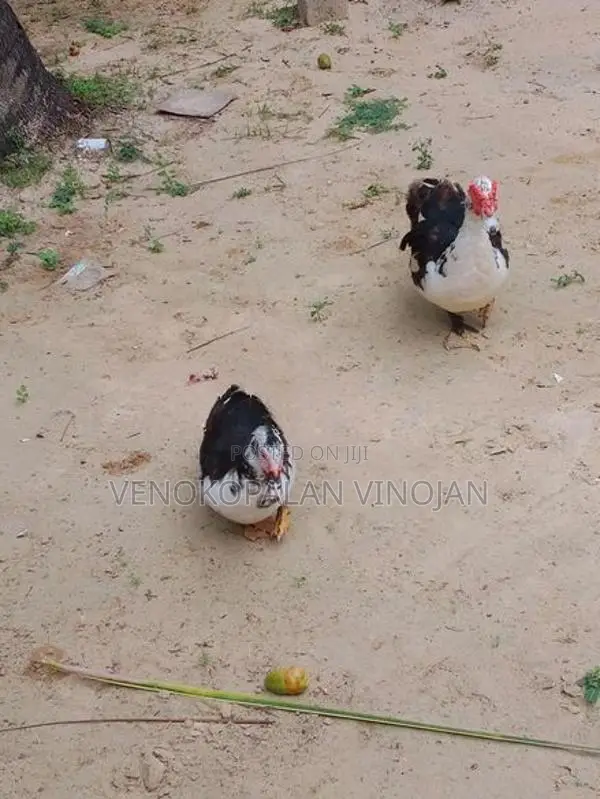 தாரா சோடி