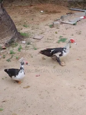 தாரா சோடி
