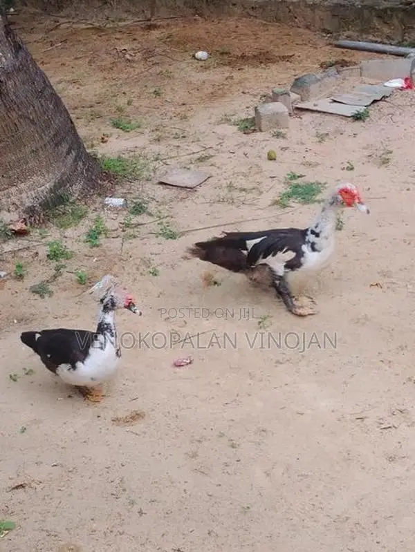 தாரா சோடி