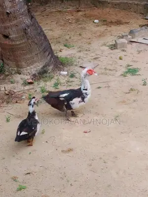 தாரா சோடி