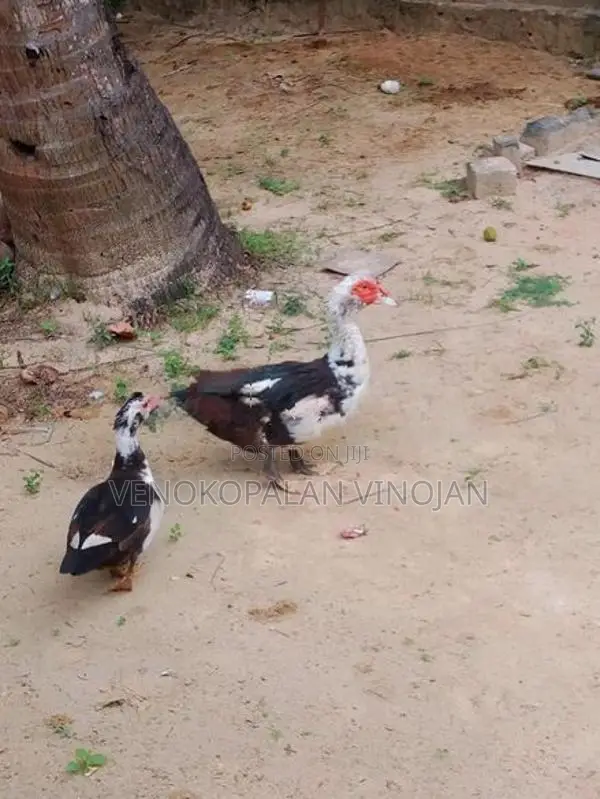 தாரா சோடி