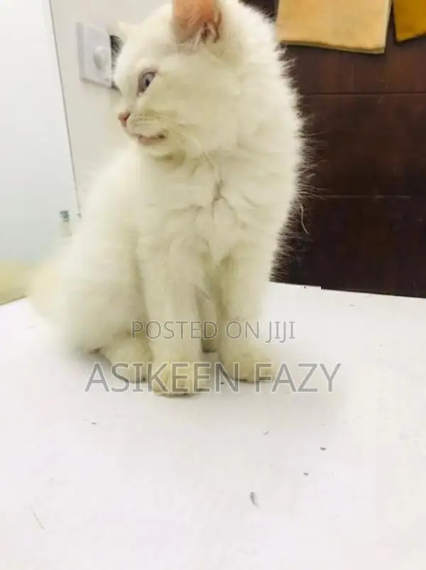 Persion Cats