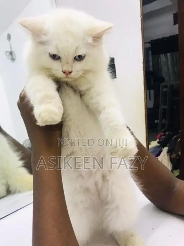 Persion Cats