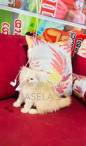 Persian Cat