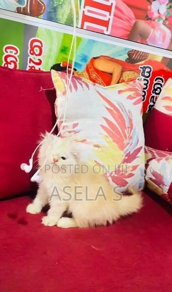 Persian Cat