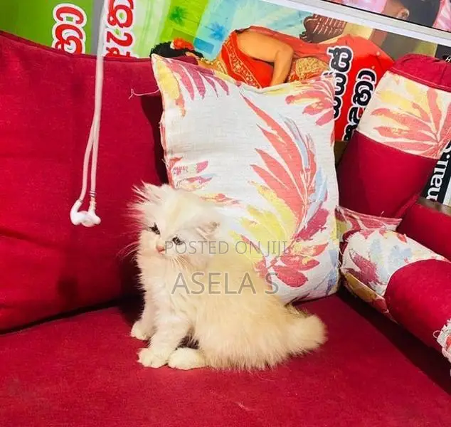 Persian Cat