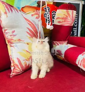 Persian Cat