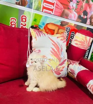 Persian Cat