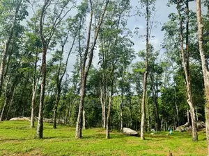 බැල්ලපිටිය වල්පිට පාරෙන් වටිනා බිම්කොටස් විකිනීමට