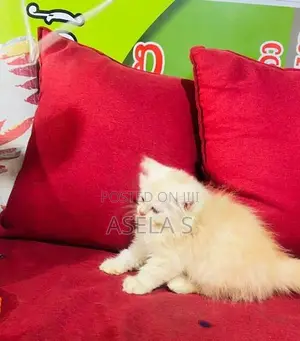 Persian Cat