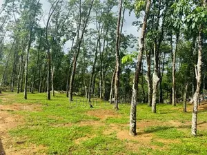 බැල්ලපිටිය වල්පිට පාරෙන් වටිනා බිම්කොටස් විකිනීමට