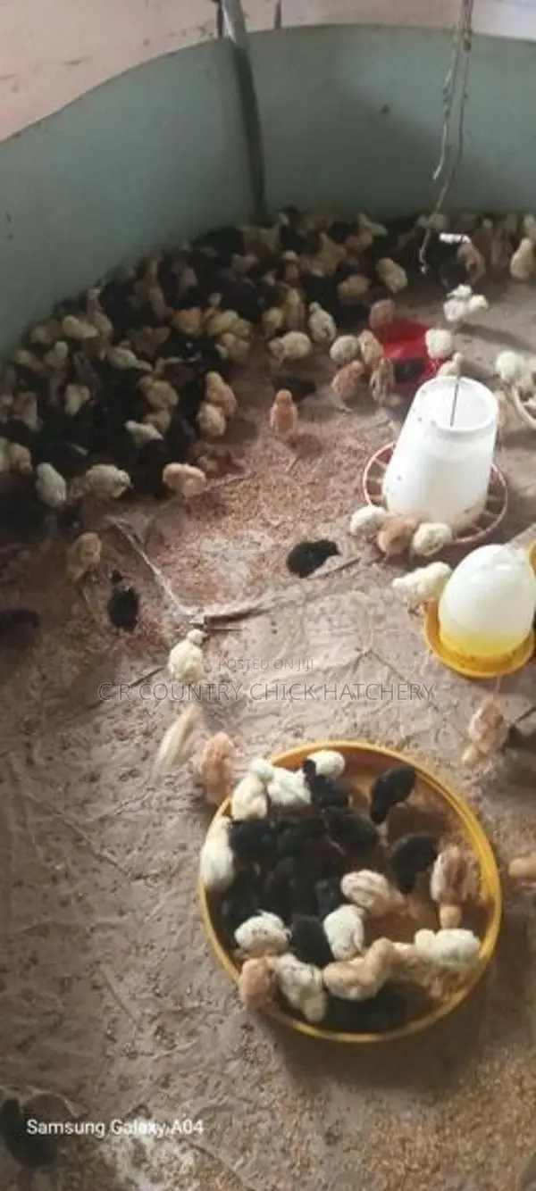 One Week Old Chick