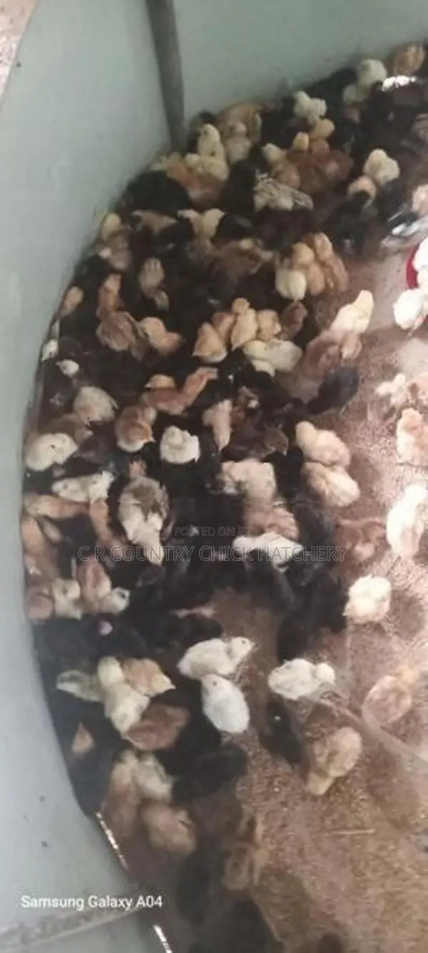 One Week Old Chick