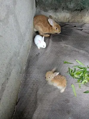 Rabbit
