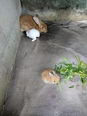 Rabbit