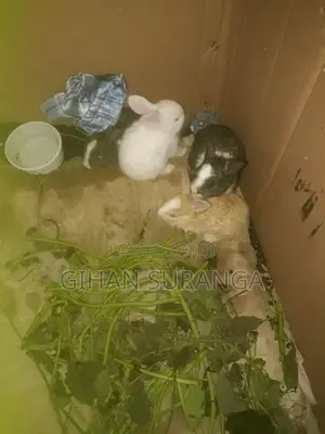 Rabbit