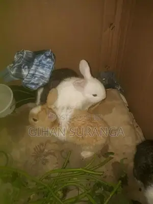 Rabbit