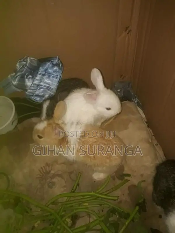 Rabbit