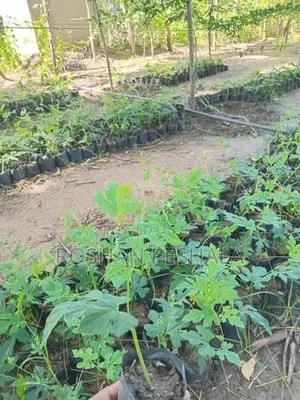 Thuba Pela