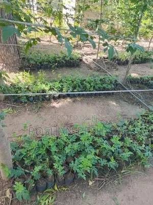 Thuba Pela