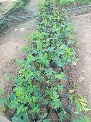 Thuba Pela