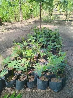 Thuba Pela