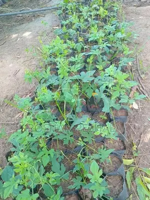 Thuba Pela