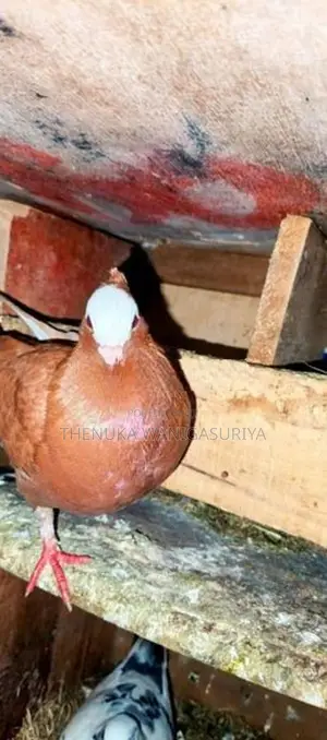 Pigeon
