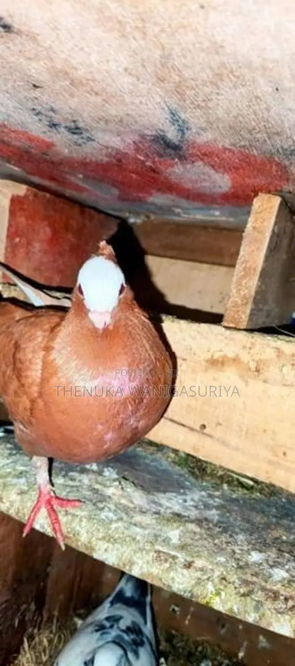 Pigeon